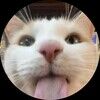 sillycatthrift